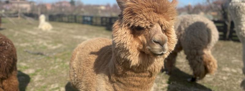 Visita alla fattoria didattica per 4 persone e una maglietta ALPACA