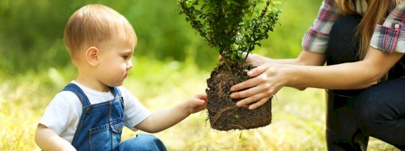 UN ALBERO 