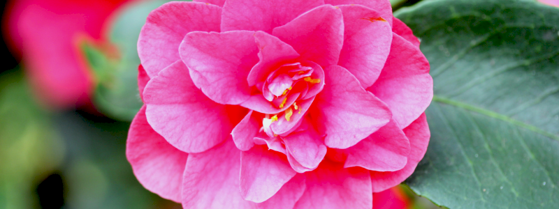 Camelia | Un gesto di gratitudine
