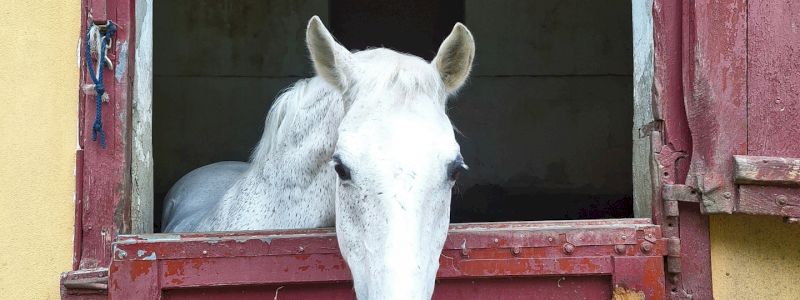 Il ritratto di Baron