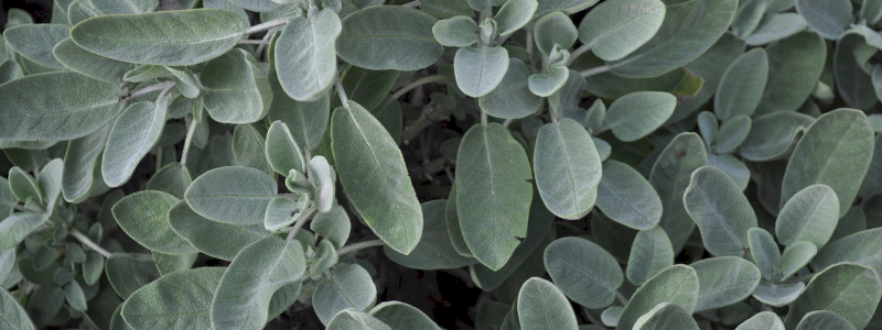 Salvia | La forza della natura