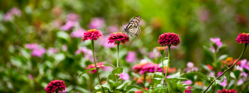 Insieme in giardino