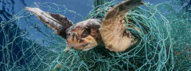 Contribuisci a pulire il mare dalla plastica che minaccia le tartarughe