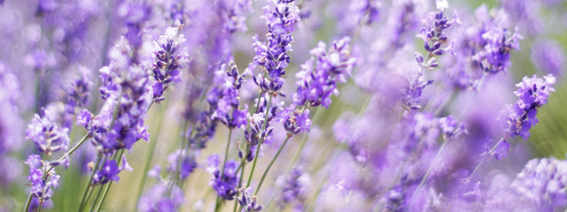 Lavanda | Un soffio di serenità