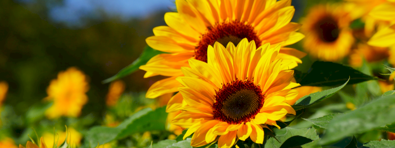 Girasole | Luce e coraggio per chi affronta la malattia