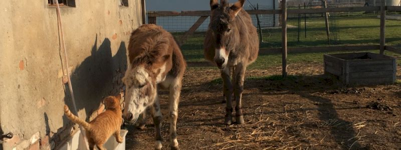 Attestato Amico degli Animali dell’Aia