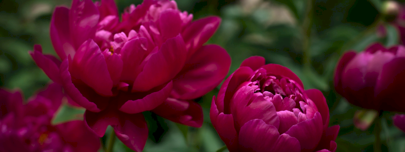 Peonia | Una dedica speciale, che sboccia nel tempo