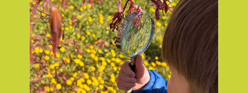 PER FARE UN ALBERO CI VUOLE UN SEME
