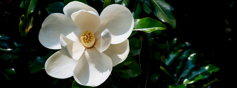 Magnolia | Un giardino per la cura