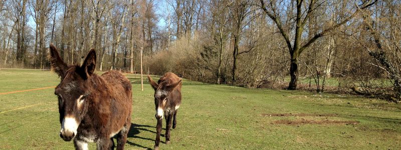 Dai diamanti non nasce niente...