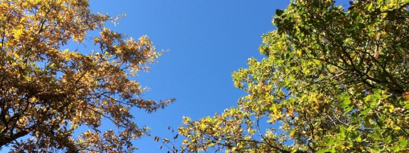 Una casetta tra le foglie