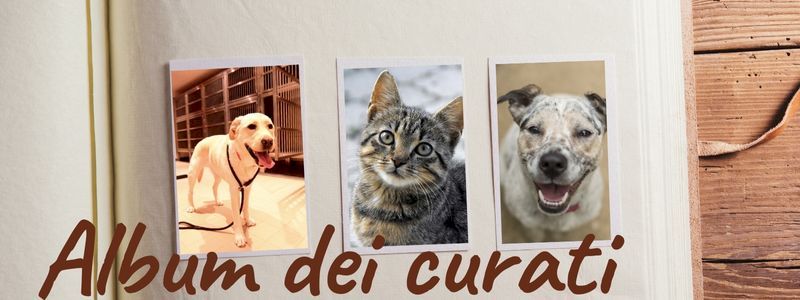 1/10 FMT = Album degli animali curati