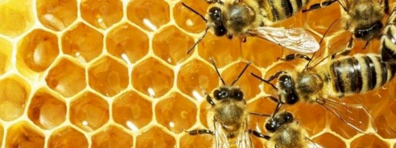Stai diventando un vero appassionato delle api