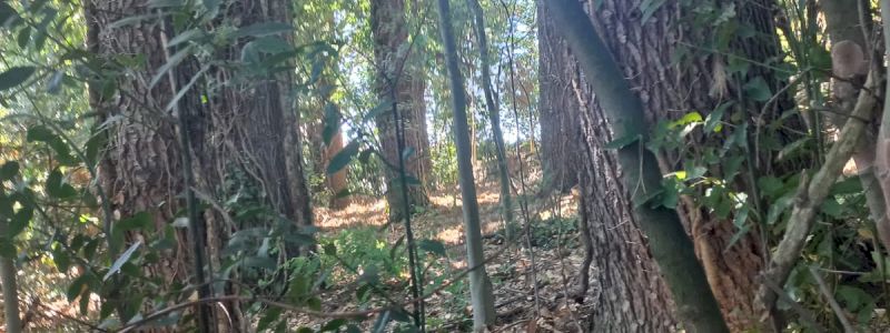 Ti aspettiamo per una giornata speciale: conoscerai il patrimonio culturale e naturalistico del territorio e scoprirai l'armonia psico-fisica che regala il bosco