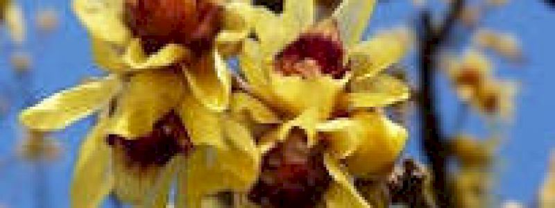 Pergamena di ringraziamento accompagnata dai semi del Calycanthus