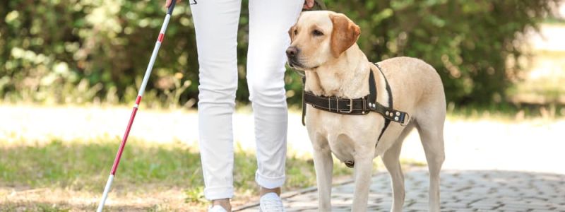 Verde - Pomeriggio con i cani guida