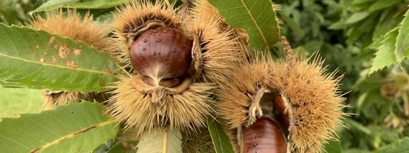 Prodotti tipici a base di castagne