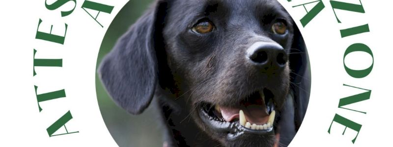 Hai adottato un cane a distanza!