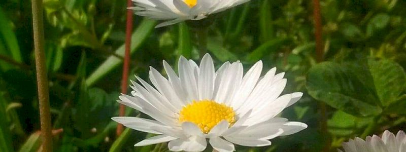 CONTRIBUISCI AL SOGNO