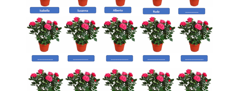 La tua rosa nel giardino della gratitudine