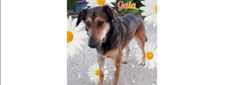 ADOZIONE A DISTANZA PER 6 MESI