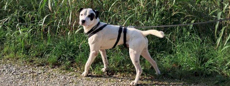 A spasso con i nostri cani