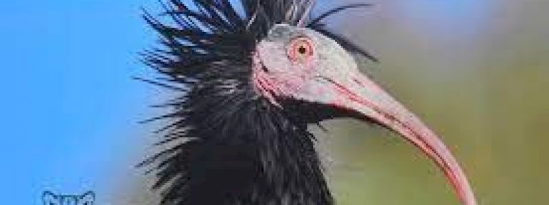Seminario sugli uccelli migratori di passo nel nostro territorio