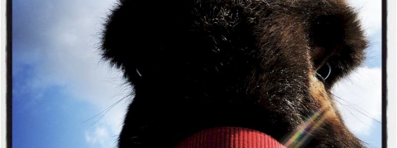 Una giornata in asineria