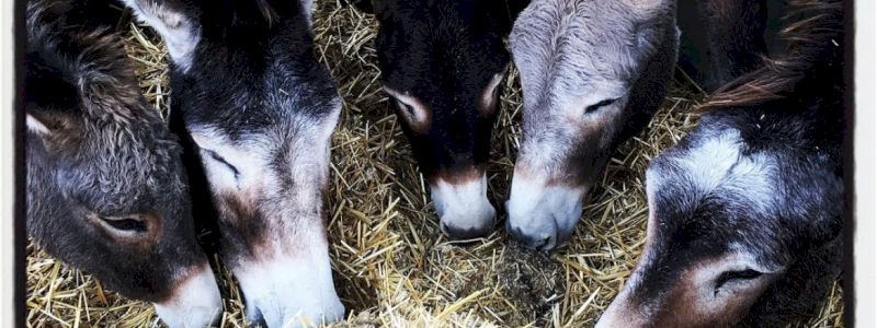 Teambuilding in asineria