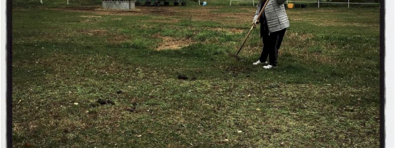 Una Mattina Con le Asine