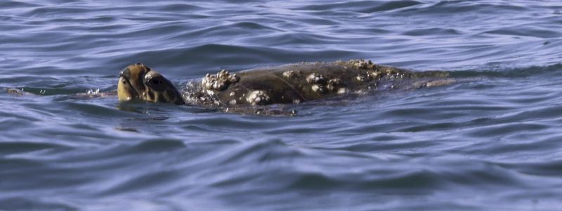 Attestato Turtle-Friend