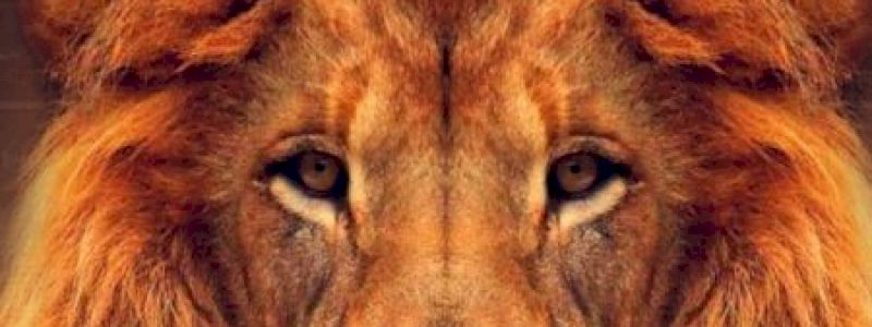 THE LION KING DONOR