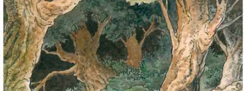LA FORESTA DI ARKENDOM CRESCE