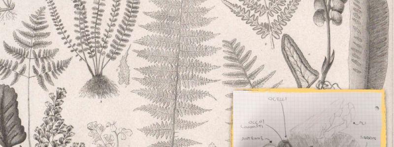 LABORATORIO ARTISTICO - DISEGNA LA NATURA