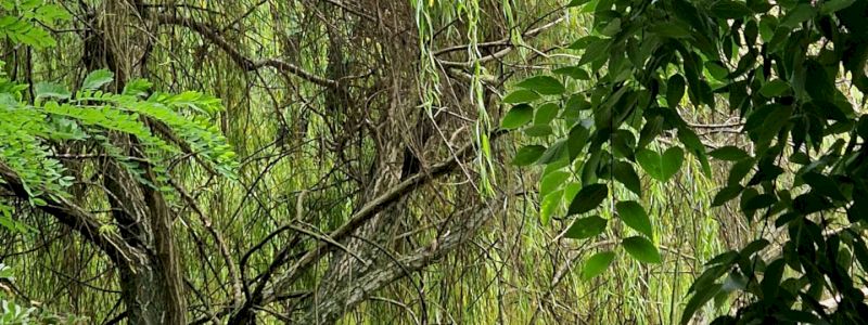 Visita guidata al Bio Parco Noè