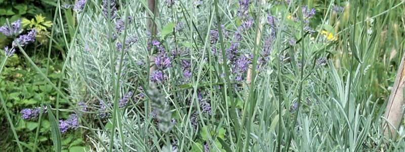 adozione di una pianta (lavanda, rosa o melo)