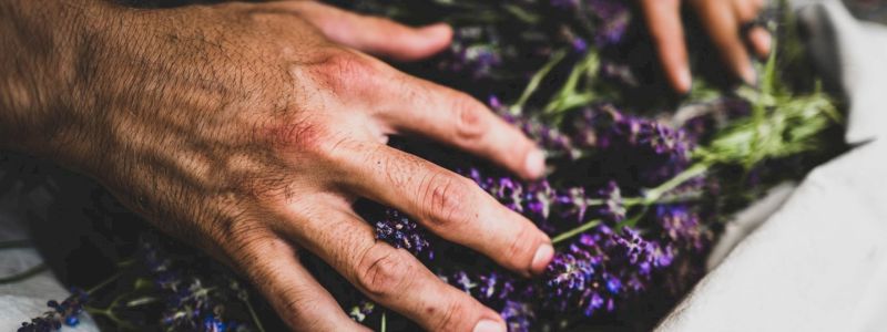 Lavanda e Lavandino ( Lavender Essential Oils )