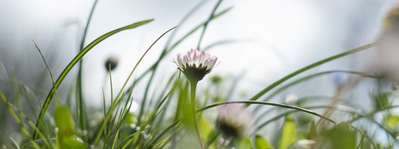 Grazie di cuore + 1 fiore / Thanks + 1 Flower