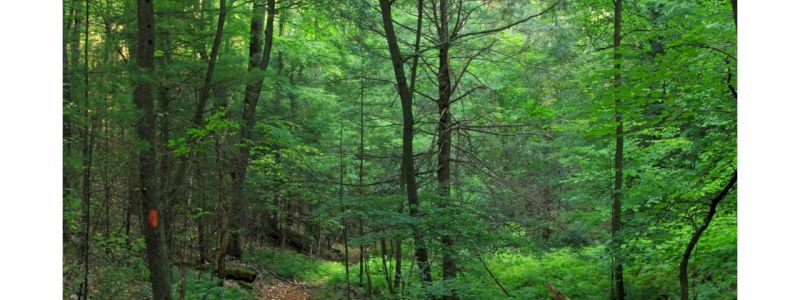 Escursione intorno alla valle Randolo con una guida forestale