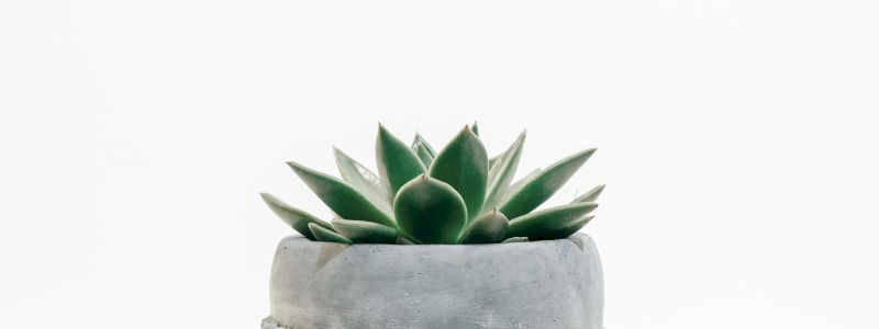 Il Giardino a casa tua!