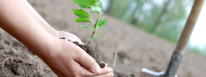 Vuoi essere aggiornato? Ti invieremo foto e video degli alberi!