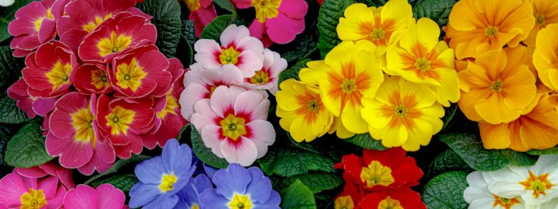 Un fiore per te