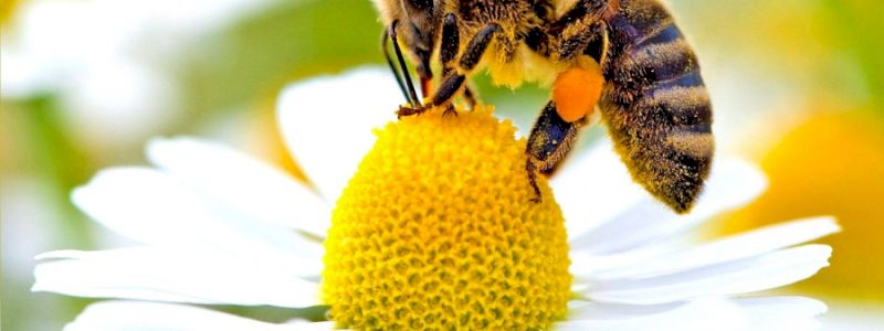 Scopri gli altri prodotti delle api