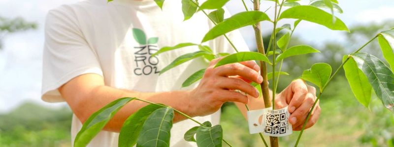 Un albero nella Foresta Sottosopra