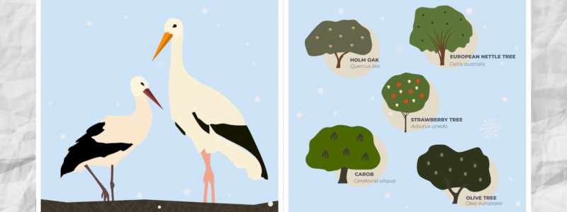 Adotta un albero o una coppia di cicogne in un’area protetta in Sicilia<br> | Adopt a tree or a pair of storks in a bird sanctuary in Sicily