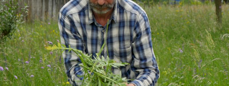 Workshop sulle erbe officinali spontanee del territorio