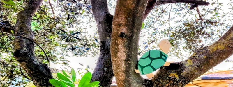 Tartare & un albero del nostro giardino