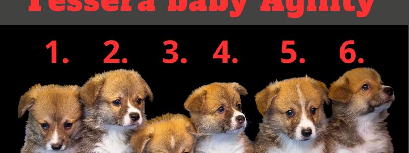 Doppio allenamento per il tuo bimbo con la TESSERA BABY AGILITY