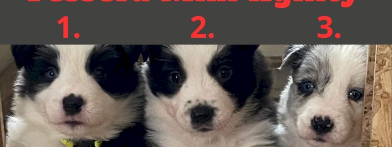 Tessera Mini Agility Dog