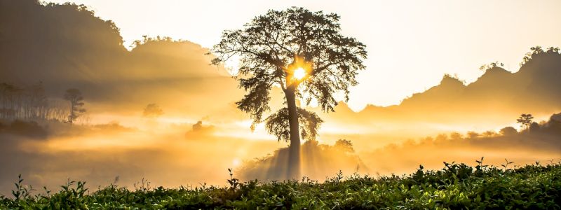 Un albero per la Base
